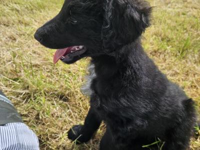 Bordoodle Pups: Poodle/Border Collie Cross