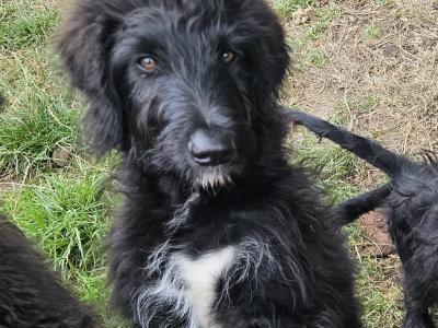 Bordoodle Pups: Poodle/Border Collie Cross