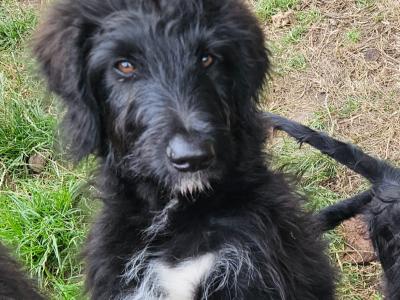 Bordoodle puppies (Border Collie x Poodle)  in Mayo