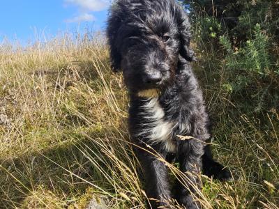 Bordoodle Pups: Poodle/Border Collie Cross