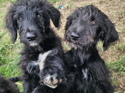 Bordoodle Pups: Poodle/Border Collie Cross