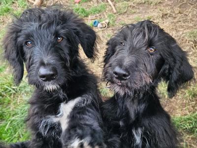 Bordoodle puppies (Border Collie x Poodle)  in Mayo