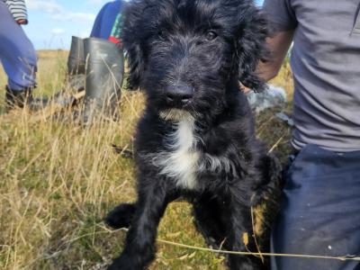 Bordoodle Pups: Poodle/Border Collie Cross