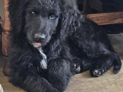 Bordoodle Pups: Poodle/Border Collie Cross