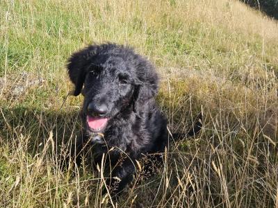 Bordoodle Pups: Poodle/Border Collie Cross