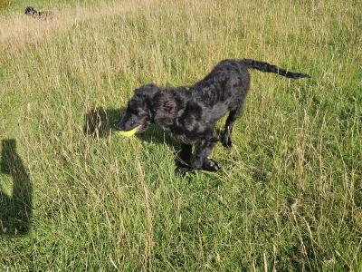 Bordoodle Pups: Poodle/Border Collie Cross