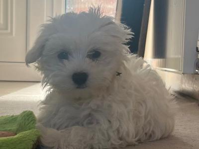 Male Maltese puppy in Dublin looking for Forever home