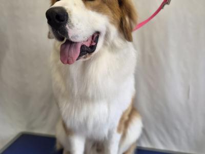 Great Pyrenees x Bernese Mountain Dog for stud in Roscommon