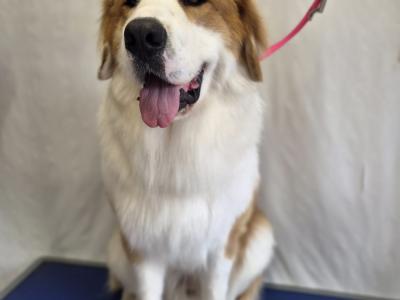 Great Pyrenees x Bernese Mountain Dog for stud in Roscommon