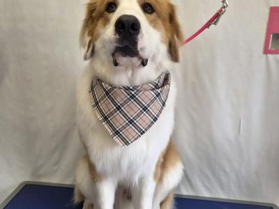 Great Pyrenees x Bernese Mountain Dog for stud in Roscommon