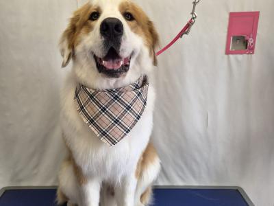 Great Pyrenees x Bernese Mountain Dog for stud in Roscommon