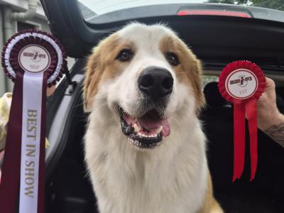 Great Pyrenees x Bernese Mountain Dog for stud in Roscommon
