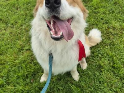 Great Pyrenees x Bernese Mountain Dog for stud in Roscommon