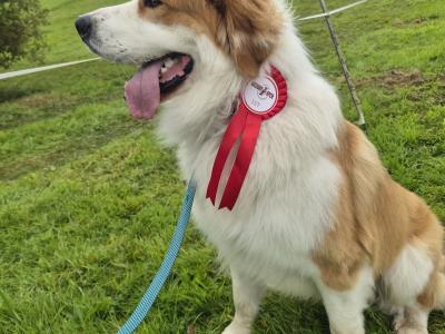 Great Pyrenees x Bernese Mountain Dog for stud in Roscommon