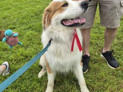 Great Pyrenees x Bernese Mountain Dog for stud in Roscommon