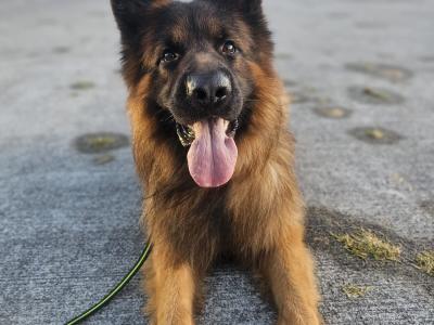 Lucifer - Top Quality Long Coat German Shepherd for stud in Wicklow