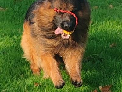 Lucifer - Top Quality Long Coat German Shepherd for stud in Wicklow