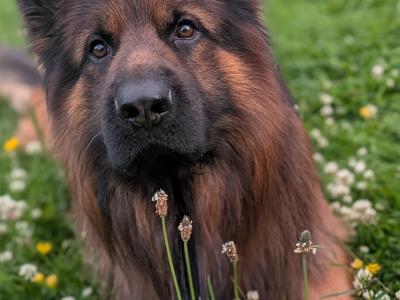 Lucifer - Top Quality Long Coat German Shepherd for stud in Wicklow
