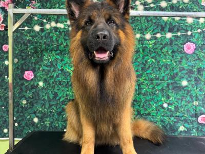 Lucifer - Top Quality Long Coat German Shepherd for stud in Wicklow