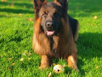 Lucifer - Top Quality Long Coat German Shepherd for stud in Wicklow