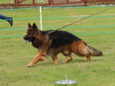 Lucifer - Top Quality Long Coat German Shepherd for stud in Wicklow
