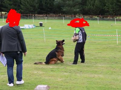 Lucifer - Top Quality Long Coat German Shepherd for stud in Wicklow