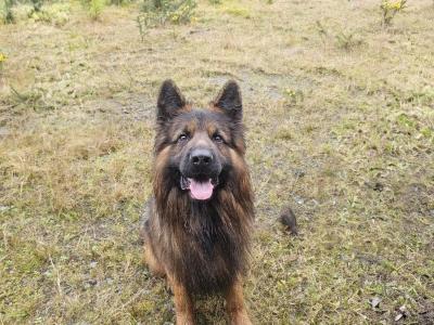 Lucifer - Top Quality Long Coat German Shepherd for stud in Wicklow