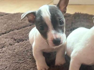 2 beautiful Jack Russell puppy’s