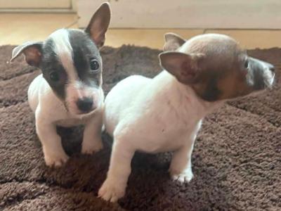 2 beautiful Jack Russell puppies still available in Limerick