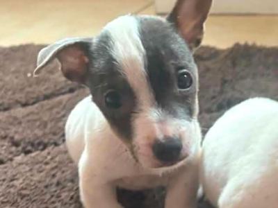 2 beautiful Jack Russell puppies one male and female left