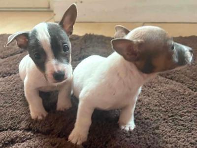 2 beautiful Jack Russell puppies one male and female left in Limerick