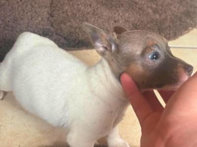 2 beautiful Jack Russell puppy’s