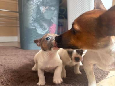 2 beautiful Jack Russell puppy’s