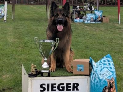 Lucifer - Top Quality Long Coat German Shepherd for stud in Wicklow