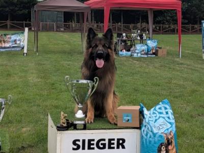 Lucifer - Top Quality Long Coat German Shepherd for stud in Wicklow