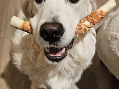 English Cream champion blood line IKC registered Golden Retriever for stud