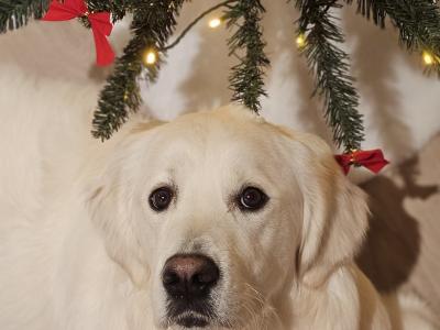 English Cream champion blood line IKC registered Golden Retriever for stud