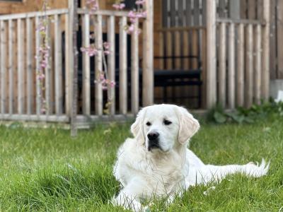 English Cream champion blood line IKC registered Golden Retriever for stud