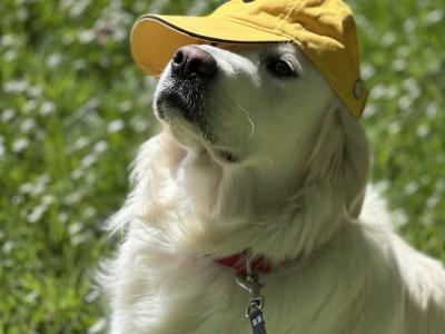 English Cream champion blood line IKC registered Golden Retriever for stud