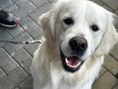 English Cream champion blood line IKC registered Golden Retriever for stud