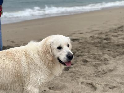 English Cream champion blood line IKC registered Golden Retriever for stud
