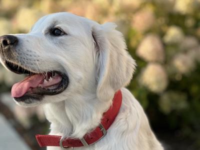 English Cream champion blood line IKC registered Golden Retriever for stud