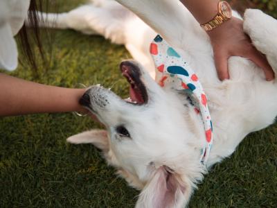 English Cream champion blood line IKC registered Golden Retriever for stud