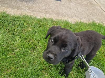 Black labrador puppy  male 6 months old