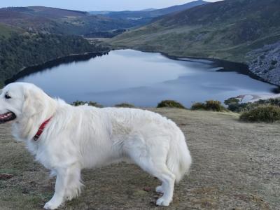 English Cream champion blood line IKC registered Golden Retriever for stud