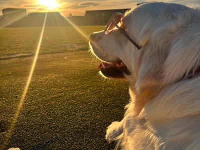 English Cream champion blood line IKC registered Golden Retriever for stud
