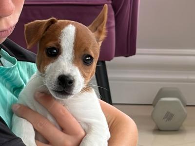 Stunning small breed female Jack Russell puppies in Laois
