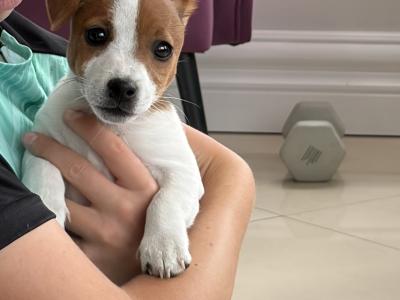 Stunning small breed female Jack Russell puppies in Laois