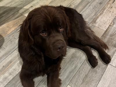Newfoundland dog