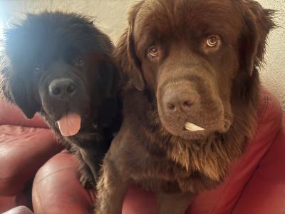 Newfoundland dog